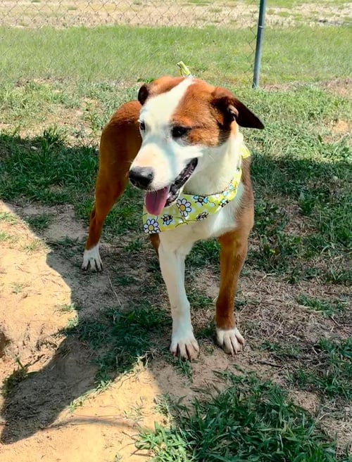 MARIO - Unknown available for adoption