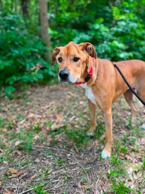 ZARA - Unknown available for adoption