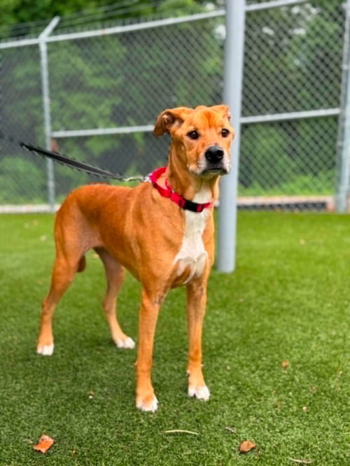 ZARA - Unknown available for adoption