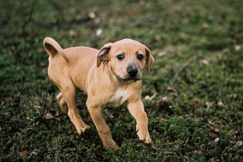 TOMMEY - Unknown available for adoption