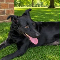 Lilly - Photo 1