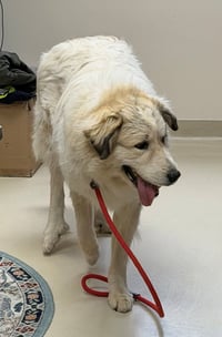 Loki - Photo 2