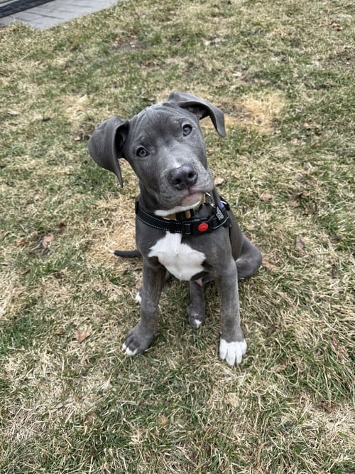 GADALF - Unknown available for adoption