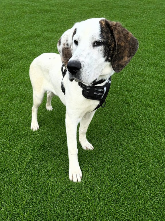Clyde Image