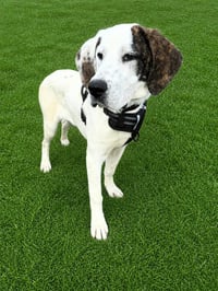 Clyde - Photo 1
