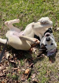 Clyde - Photo 2