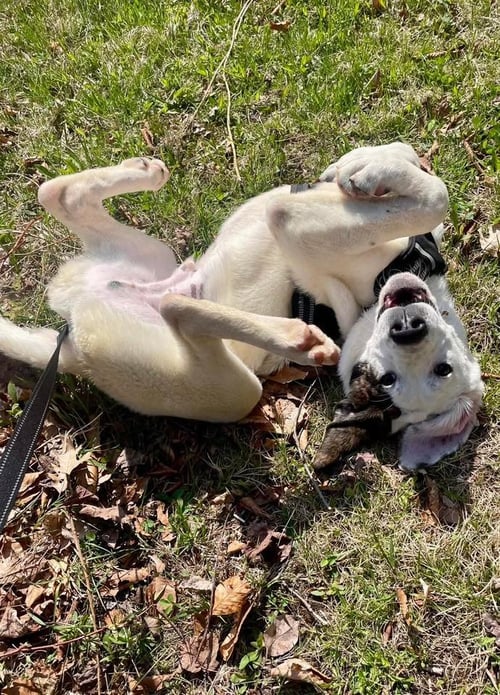 CLYDE - Unknown available for adoption