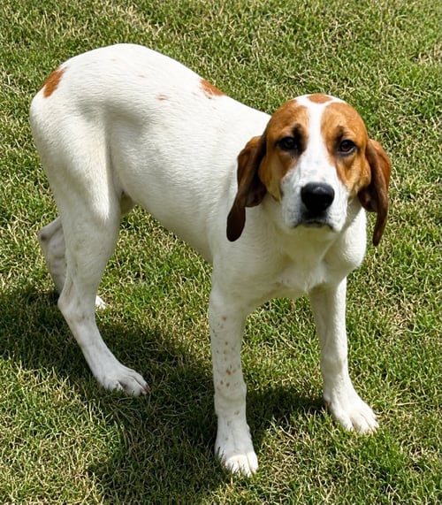DOLLY - Unknown available for adoption