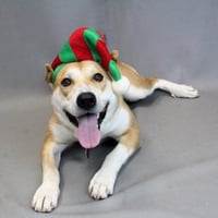 Lucy - Photo 3