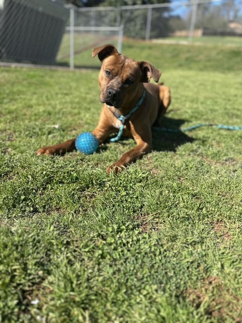 BUMPER - Unknown available for adoption