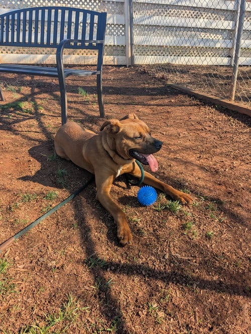 BUMPER - Unknown available for adoption