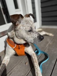 Copper - Photo 4