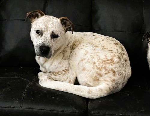 COPPER - Unknown available for adoption