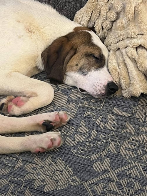 JUNEY - Unknown available for adoption
