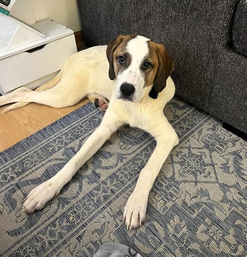 JUNEY - Unknown available for adoption