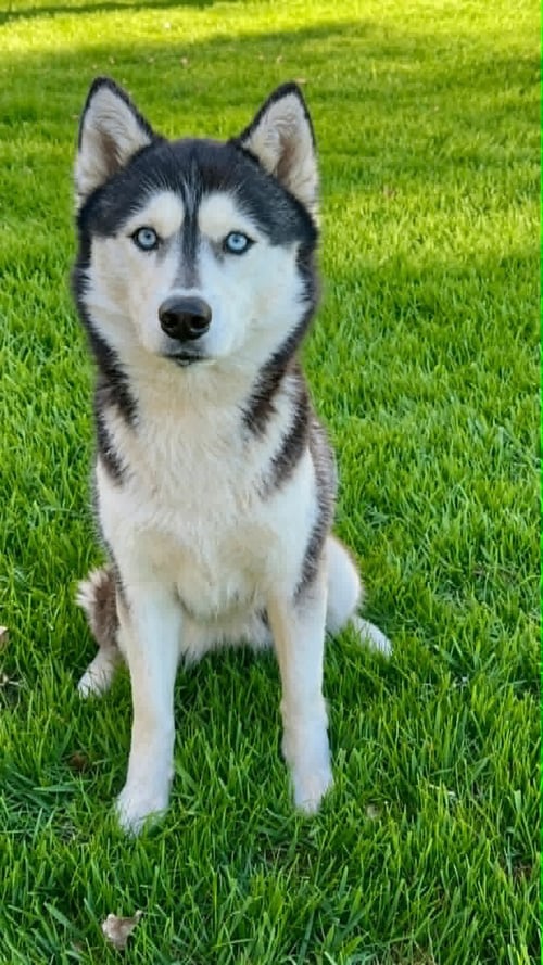 ECHO - Unknown available for adoption