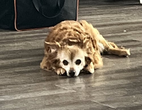 MOLLY - Chihuahua for adoption in Roanoke