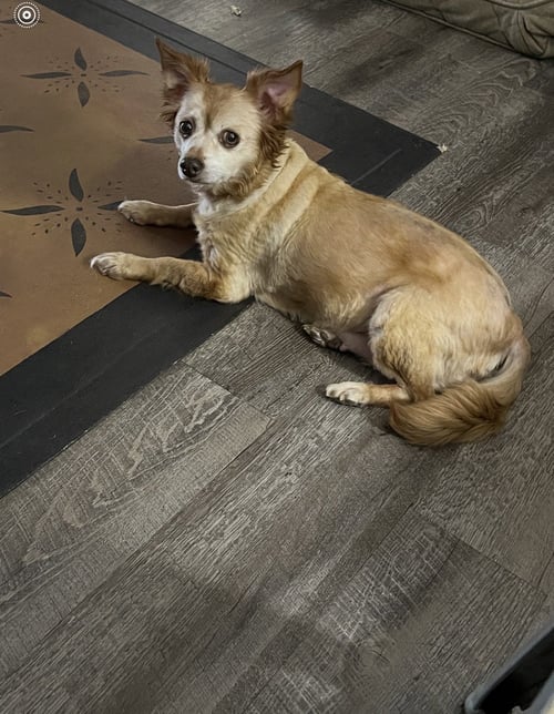 MOLLY - Chihuahua available for adoption