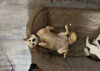 Molly - Photo 3