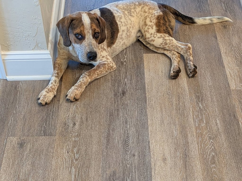 Caleb Image