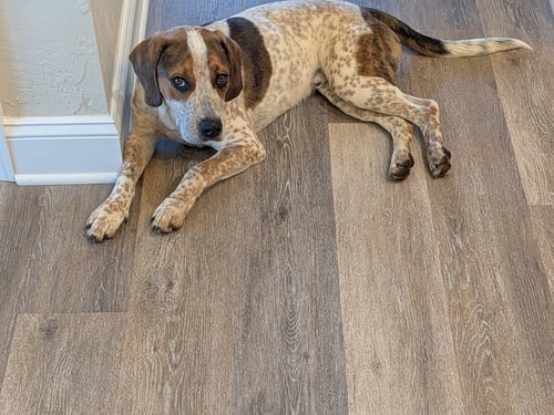 CALEB - Hound / Beagle for adoption in Roanoke