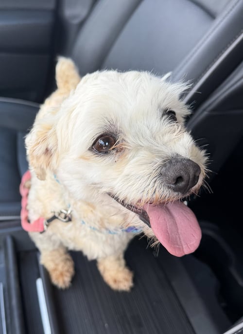 KAIYAH - Maltese / Bichon Frise for adoption in Roanoke