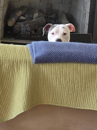 Poppy - Photo 1