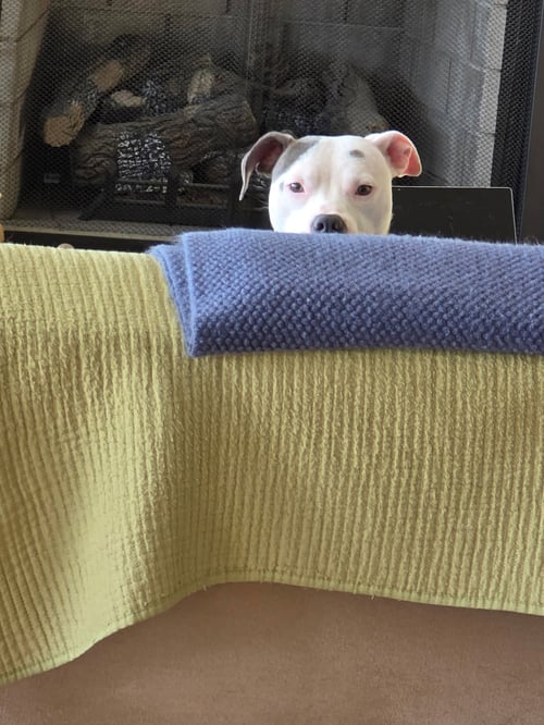 POPPY - Pit Bull Terrier for adoption in Roanoke