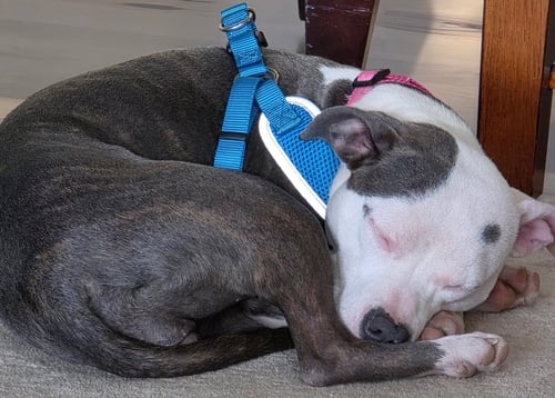 POPPY - Pit Bull Terrier available for adoption