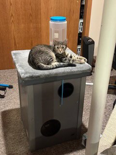 GALA - Abyssinian available for adoption