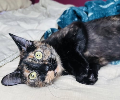 CALI - Tortoiseshell available for adoption