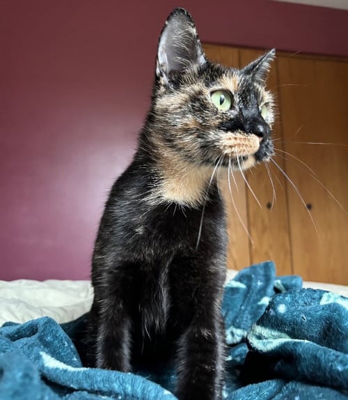 CALI - Tortoiseshell available for adoption