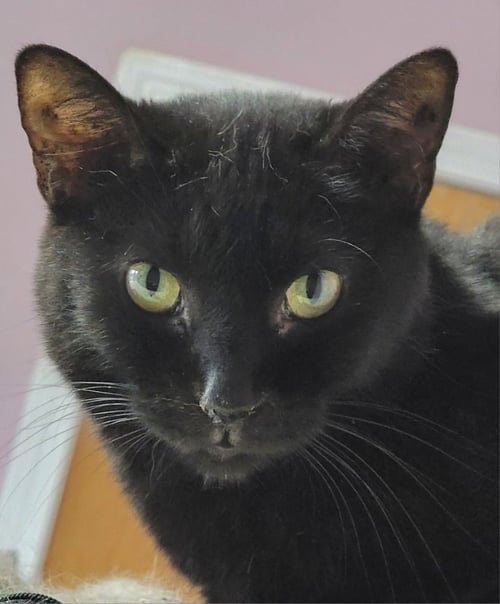 FANNY - Bombay available for adoption
