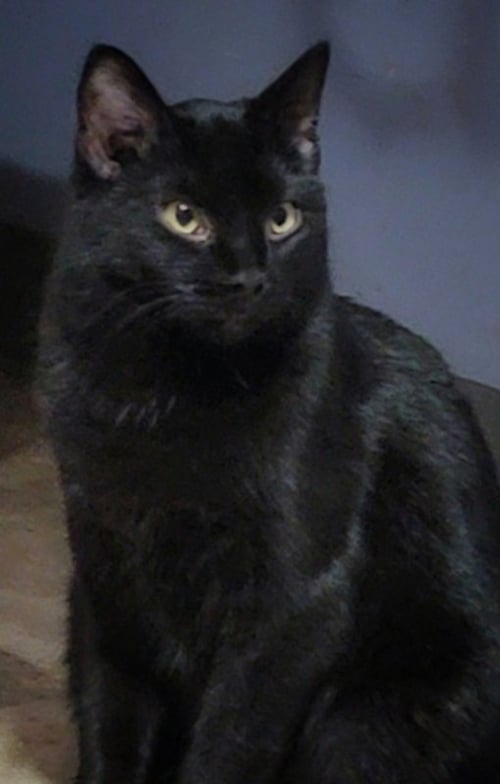 FANNY - Bombay available for adoption