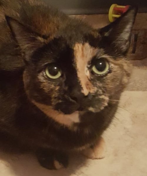 DELILAH BARD - Domestic Short Hair / Tortoiseshell available for adoption