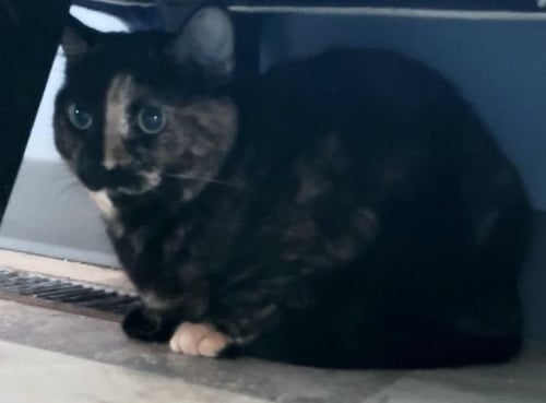 DELILAH BARD - Domestic Short Hair / Tortoiseshell available for adoption