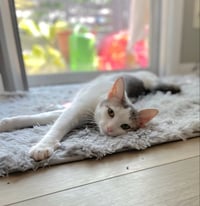 Alice - Photo 3