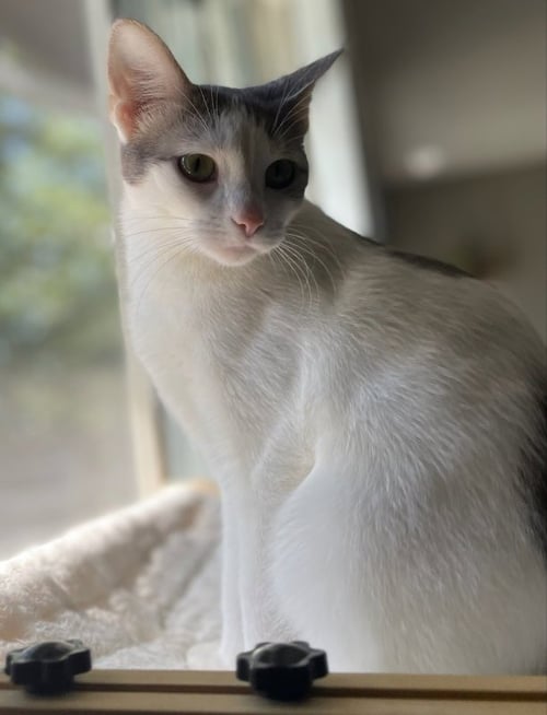 ALICE - Oriental Short Hair available for adoption