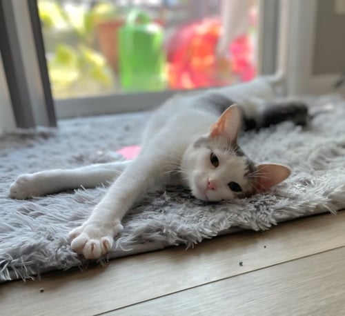 ALICE - Oriental Short Hair available for adoption