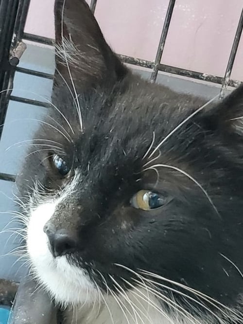 ARIA ROMANTIC - Bombay available for adoption