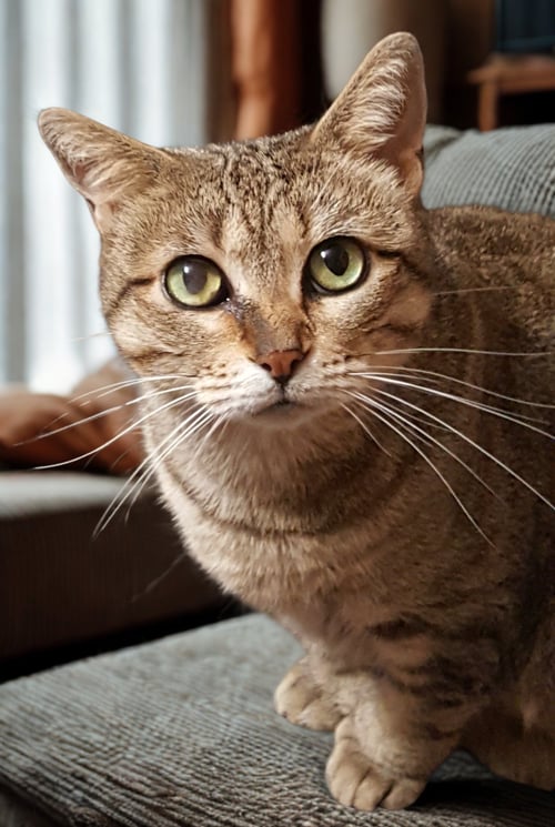 BETTY WHITE - Extra-Toes Cat (Hemingway Polydactyl) available for adoption