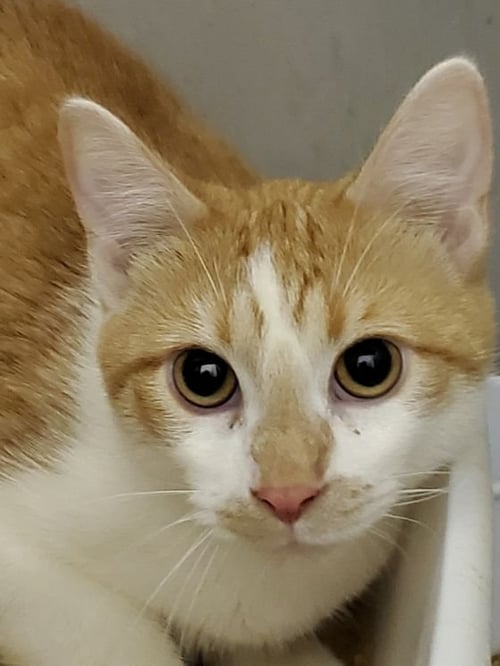 BEACH BOY TOBY - Exotic Shorthair available for adoption