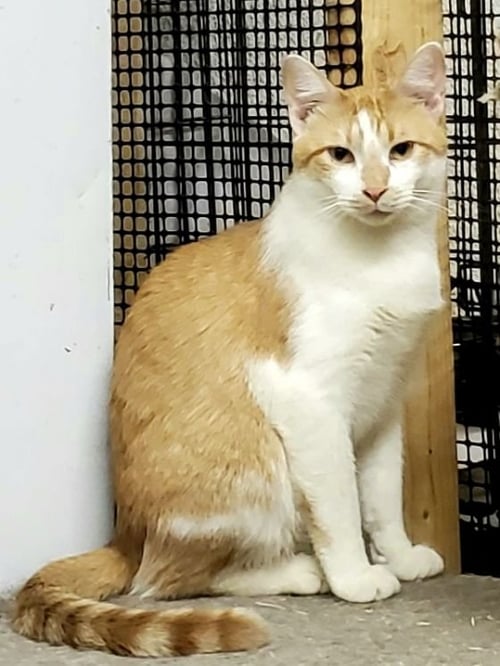 BEACH BOY TOBY - Exotic Shorthair available for adoption