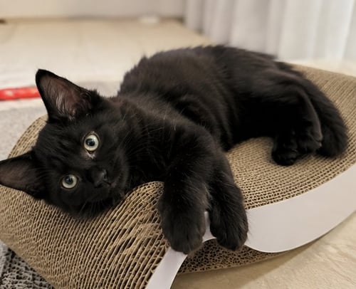 BUSY BEE BUMBLE - Maine Coon available for adoption