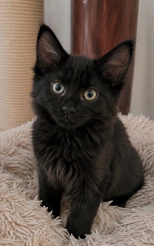 BUSY BEE BUMBLE - Maine Coon available for adoption