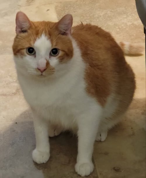 BUTTERCUP - American Shorthair available for adoption