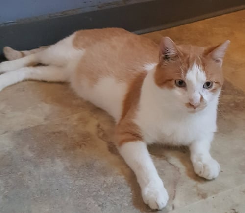 BUTTERCUP - American Shorthair available for adoption