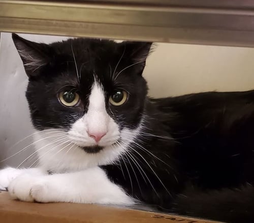 BILL - Bombay available for adoption