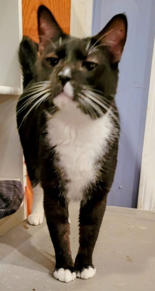 BUDDY BOY - Bombay available for adoption