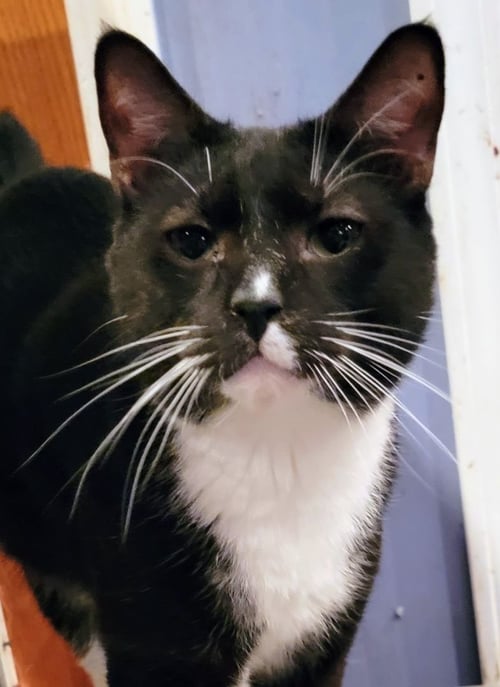 BUDDY BOY - Bombay available for adoption